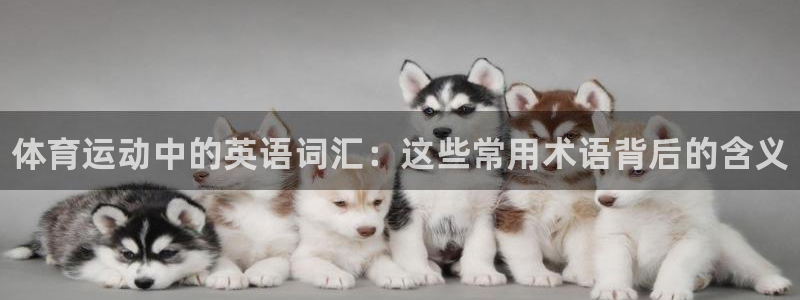 vsport体育官方正版app娱乐代理怎么样：体育运