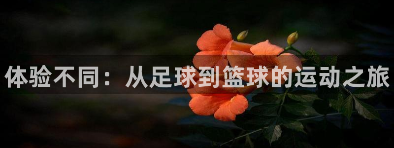vsport体育在线官网阿根廷：体验不同：从足球到篮球的运动